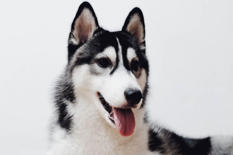 Ilustrasi ras anjing Siberian Husky.