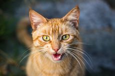 Limfoma pada Kucing, Gejala dan Diagonsis 