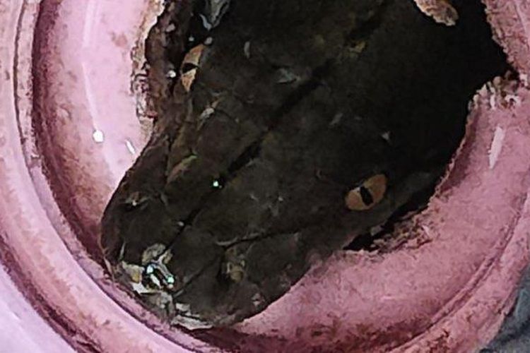 Kepala ular piton muncul di lubang pembuangan air kamar mandi warga Meruya Utara, Kembangan, Jakarta Barat pada Rabu (15/2/2023). 