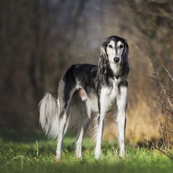 Ilustrasi anjing Saluki yang berasal dari Mesir.