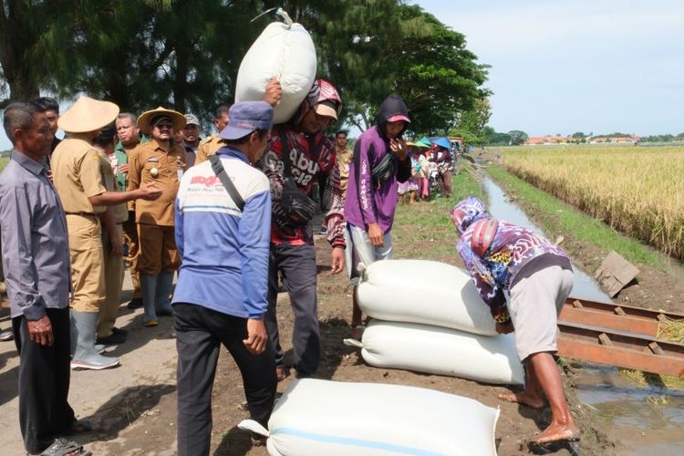 Kegiatan panen padi super genjah varitas M70D di lahan persawahan milik Poktan Tani Bakti Desa Pegundan, Kecamatan Petarukan, Senin (24/11/2025).