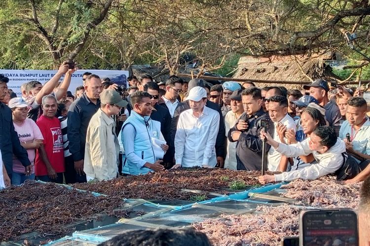 Jokowi Sebut NTT Berpotensi Jadi Sentra Rumput Laut, Ini Kendalanya