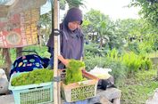 Perjuangan Desi, Jualan Lumut Sambil Momong Anak demi Kebutuhan Keluarga