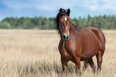 Ilmuwan Sebut Manusia Baru Menjinakkan Kuda 4.200 Tahun yang Lalu