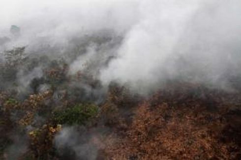 Jokowi Tugaskan Ferry Lanjutkan Sanksi Pembakar Hutan dan Lahan