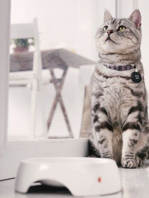 Ilustrasi kucing American Shorthair. 