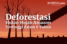 INFOGRAFIK: Deforestasi Hutan Hujan Amazon Tertinggi dalam 6 Tahun Terakhir