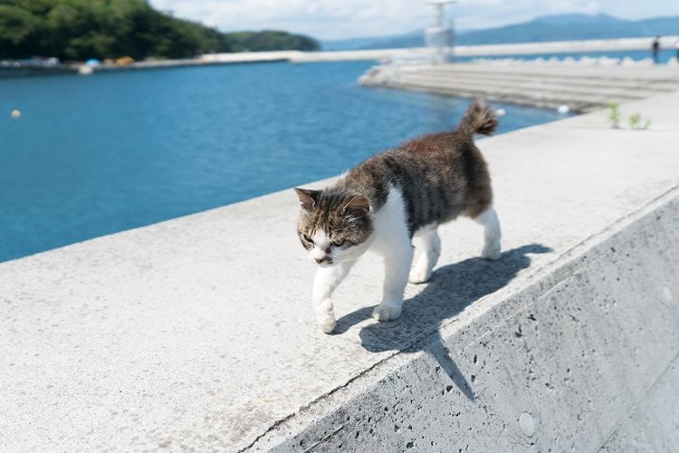 Pulau Kucing atau Pulau Tashirojima di Prefektur Miyagi, Jepang.