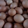 Harga Telur Ayam Masih Mahal, di Merauke Papua Tembus Rp 54.000 Per Kg