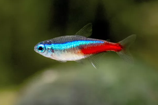Mengenal Ikan Neon Tetra, dari Habitat hingga Ciri Fisiknya
