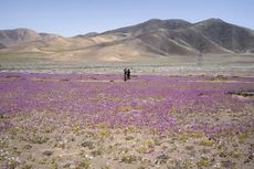 Dikenal sebagai Tempat Terkering di Bumi, Gurun Atacama Berubah Jadi Padang Bunga