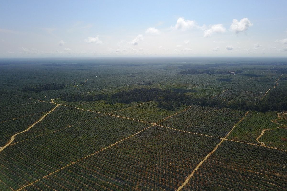 Foto area perekbunan sawit PT Permata Putera Mandiri (PPM), anak perushaan PT Austindo Nusantara Jaya Tbk (ANJ) .