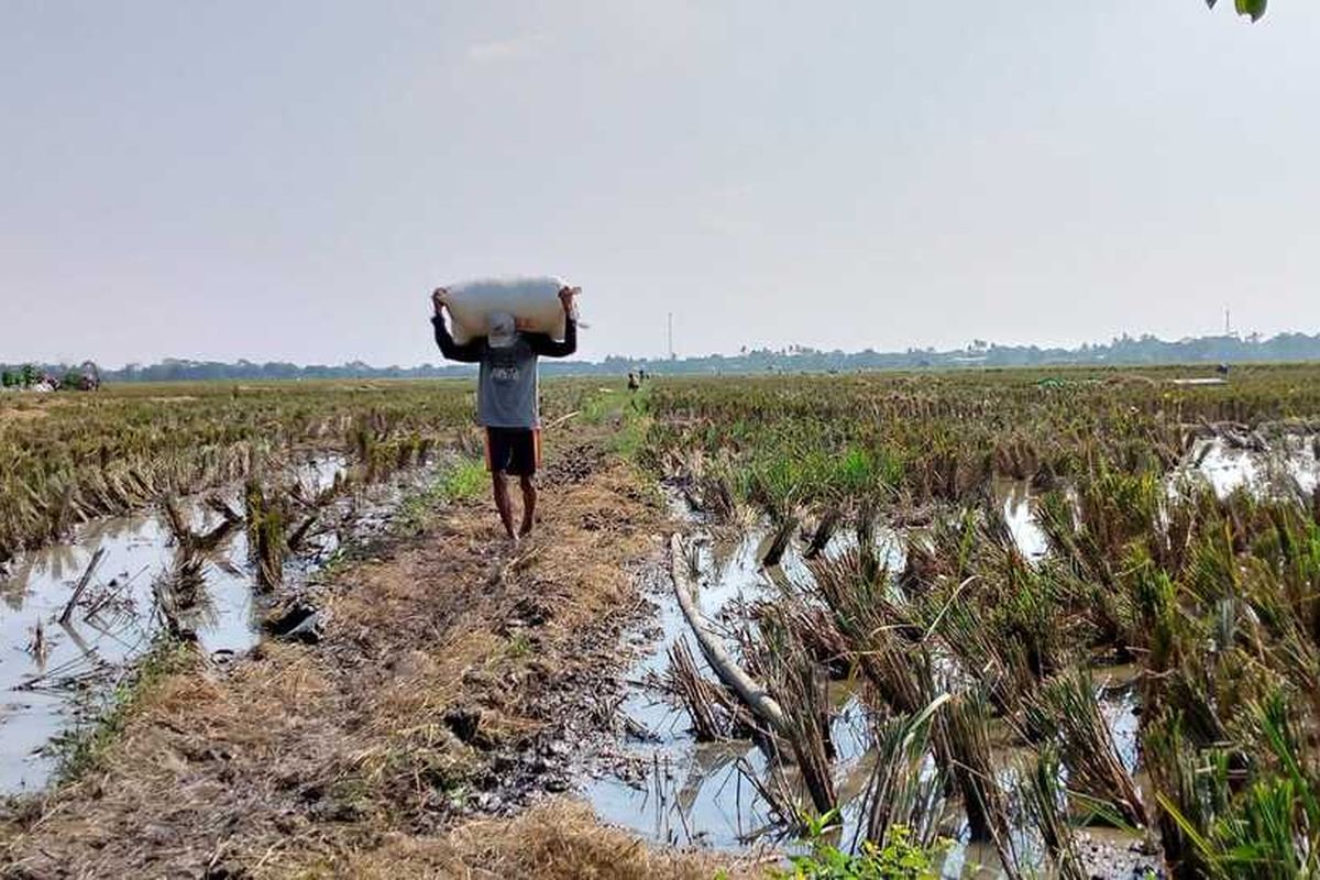 Dokumentasi petani Desa Kampungsawah, Kecamatan Jayakerta, Kabupaten Karawang tengah membawa hasil pertanian.