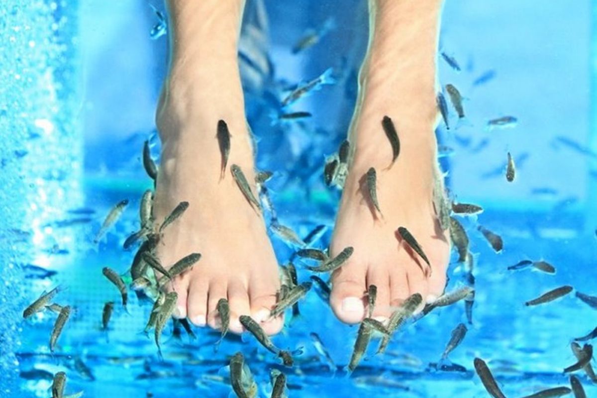 ilustrasi fish spa