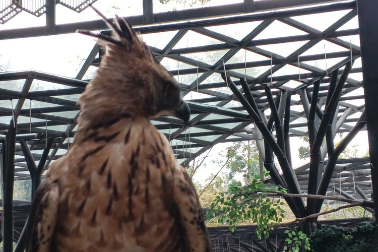 Elang Jawa Menetas di Momen HUT ke-81 RI, Kali Ini Tanpa Bantuan Manusia