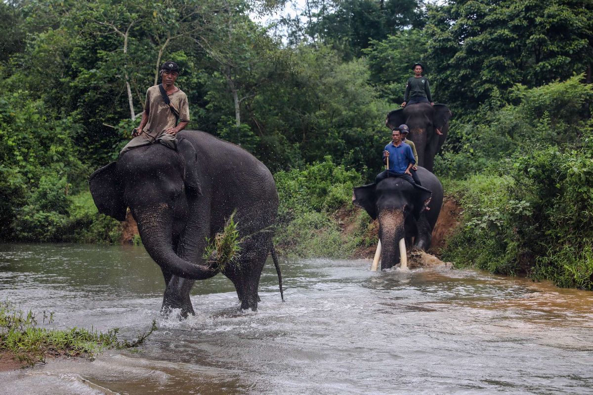 Pawang gajah melakukan patroli rutin di Resort Pemerihan, Taman Nasional Bukit Barisan Selatan (TNBBS), Kabupaten Pesisir Barat, Provinsi Lampung, Jumat (11/12/2020). Resort Pemerihan dipilih kembali sebagai Pos Gajah Patroli sejak tahun 2019 karena mempertimbangkan karakteristik dan data statistik habitat gajah sumatra.