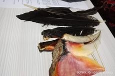 Polisi dan BBKSDA Riau Kini Buru OY, Oknum Penangkap Burung Rangkong 