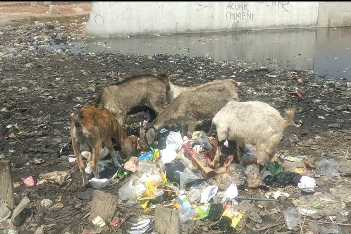 kambing-kambing makan sampah di lautan sampah Kampung Bengek, Penjaringan, Jakarta Utara