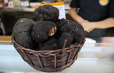Truffle adalah salah satu jamur yang termasuk ke dalam Ascomycota