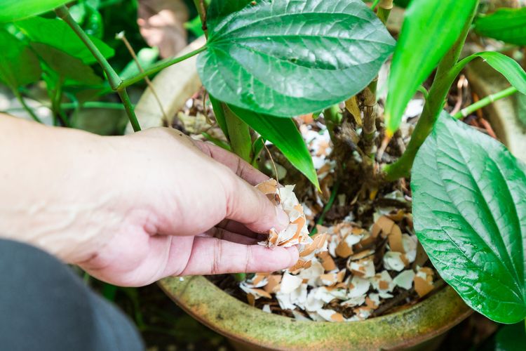 Cara Menyuburkan Tanaman dengan Cangkang Telur 