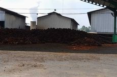 Petani di Bengkulu Lebih Memilih Biarkan Sawit Membusuk daripada Dijual dengan Harga Menyedihkan