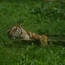 Fauna Asiatis: Pengertian dan Contohnya