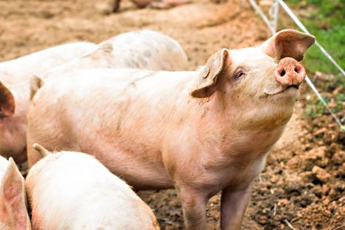 Mengenal Ancaman Virus Corona Sindrom Diare Akut Babi pada Sel Manusia