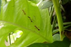 Cara Ampuh Mengusir dan Mencegah Semut pada Tanaman Hias