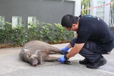Sedang Berjalan di Tengah Kota Singapura, Pria Ini Diserang Babi Hutan
