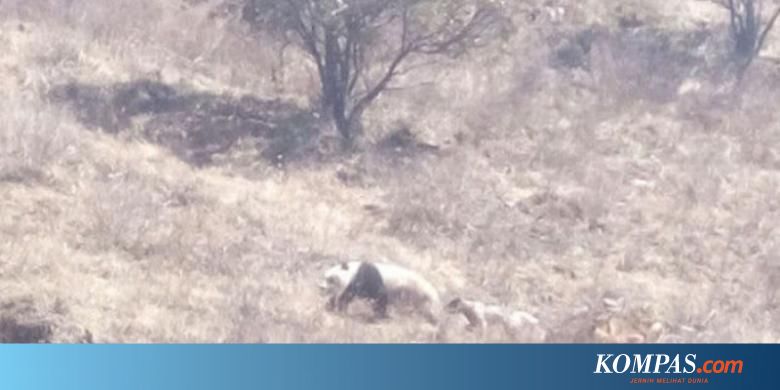 Masuk Ke Desa Seekor Panda Dikejar Gerombolan Anjing