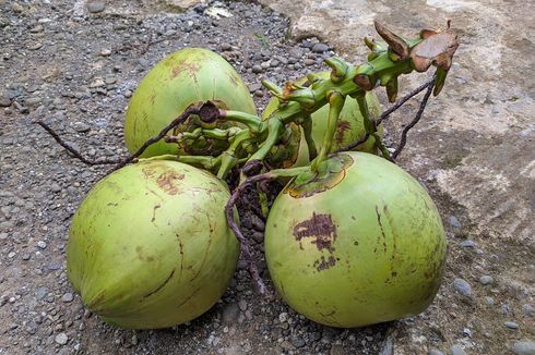 6 Manfaat Kelapa Wulung, Redakan Sakit Kepala hingga Penawar Racun