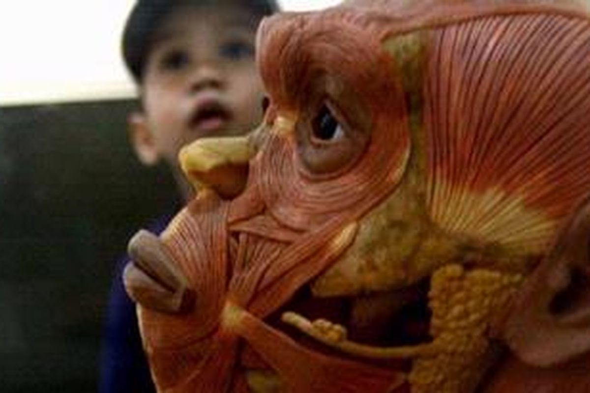 Rekonstruksi Homo erectus dipajang di Museum Geologi, Bandung, Jawa Barat, Minggu (27/9/2009). Rekonstruksi wajah tersebut berdasarkan spesimen tengkorak P VIII oleh Yoichi Yazawa dengan supervisi oleh Dr Fachroel Aziz dari Museum Geologi dan hisao Baba dari Jepang untuk pameran Rivving Pithecanthropus di Jepang, tahun 1996.