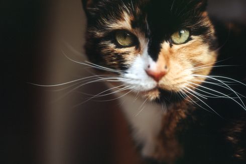 Hilang Selama 12 Tahun, Kucing Lucu Ini Kembali ke Pemiliknya Secara Tak Terduga
