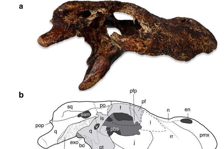 Fosil tengkorak spesies baru buaya purba Asia dari Thailand. Alligator munensis diketahui masih berkerabat dekat dengan buaya China.