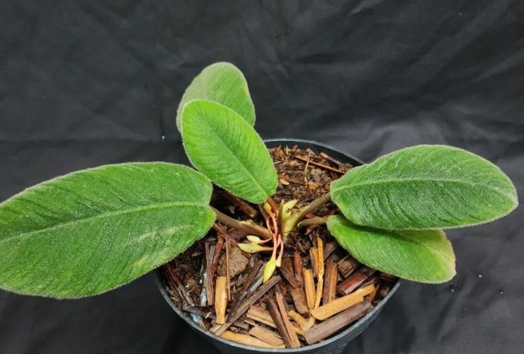 BRIN Temukan Spesies Tanaman Endemik Baru Mirip Lidah Kucing di Sumut