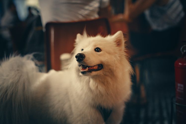 Samoyed, salah satu anjing termahal di dunia.