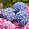 8 Fakta Menarik Bunga Hydrangea yang Cantik dan Dapat Berubah Warna