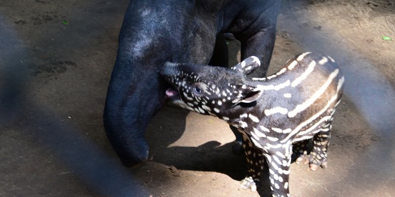 Tingkah Lucu Bayi Malayan Tapir atau Tapir Asia (Tapirus Indicus) yang pertama kali ditampilkan ke publik di Kebun Binatang Bandung, Jumat (20/5/2022)