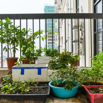 Ilustrasi menanam sayuran di balkon.