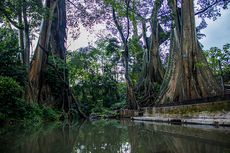 Umbul Leses Boyolali, Sensasi Pemandian Alami di Antara Pohon Raksasa