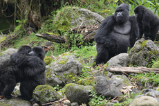 Perilaku Gorila di Alam Liar, Bersedia Adopsi Anak Gorila Yatim Piatu