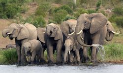 Tahukah Anda? Gajah Afrika Berperan Penting Lawan Perubahan Iklim