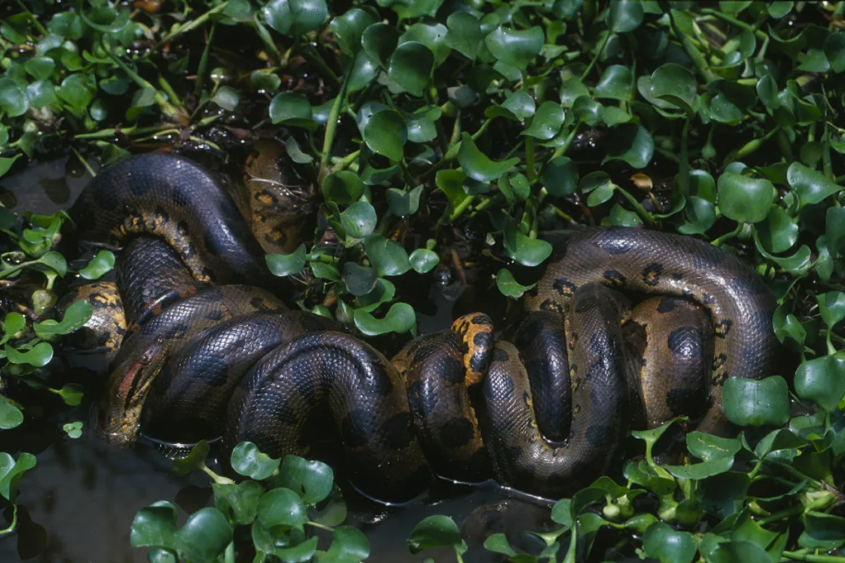 Ilustrasi anaconda hijau utara (Eunectes akayima) 
