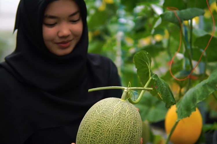 Dari Susah Cari Kerja, Winda Antika Sukses Budidaya Melon Premium di Banyuwangi
