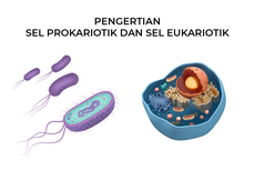 Pengertian Sel Prokariotik dan Sel Eukariotik, Apa Perbedaannya?