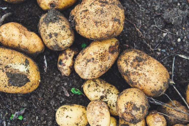 Umbi kentang akan matang sempurna ketika tanaman sudah berusia 80 hingga 100 hari.