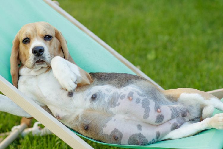 Ragam Tanda Anjing Hamil dan Cara Mengetahuinya