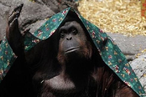 Orangutan Ini Punya HAM Layaknya Manusia