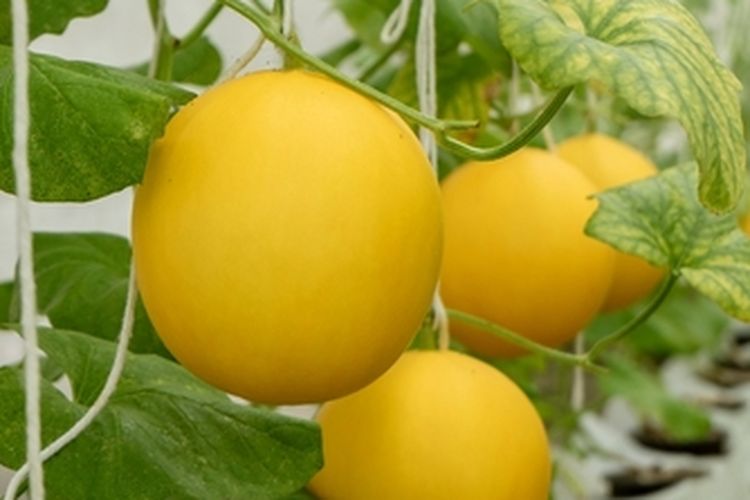 Tanaman melon golden