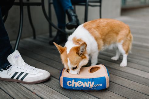 Cara Memberi Makan Anjing Kesayangan agar Anjing Gendut dan Sehat